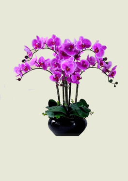 orchid delivery dubai