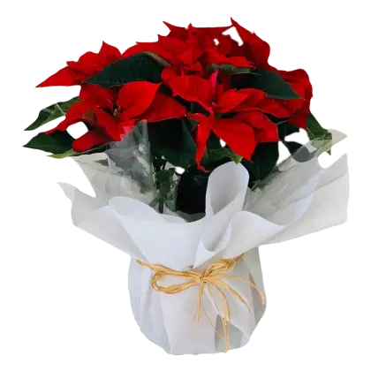 poinsettia-december-flower-420x420