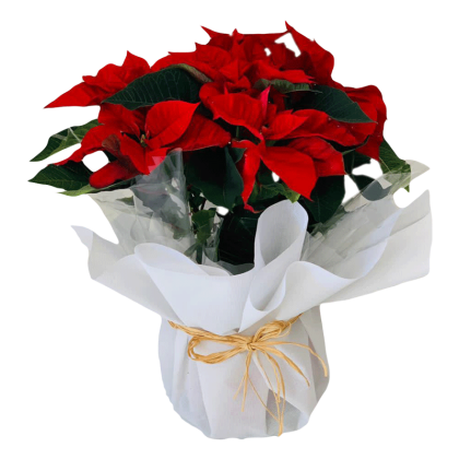 Buy poinsettia December flower online in dubai