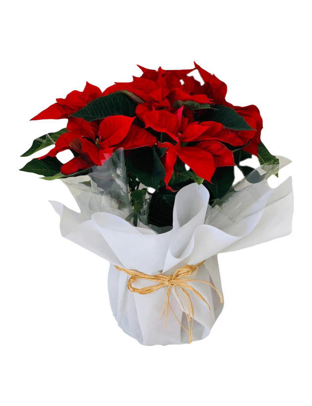 Buy poinsettia December flower online in dubai
