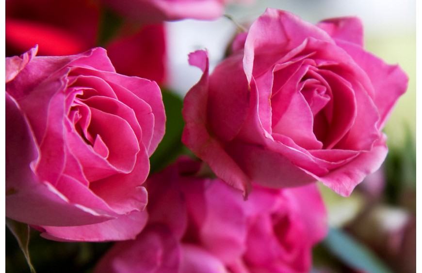 THE ULTIMATE ROSE GUIDE- Everything About Roses