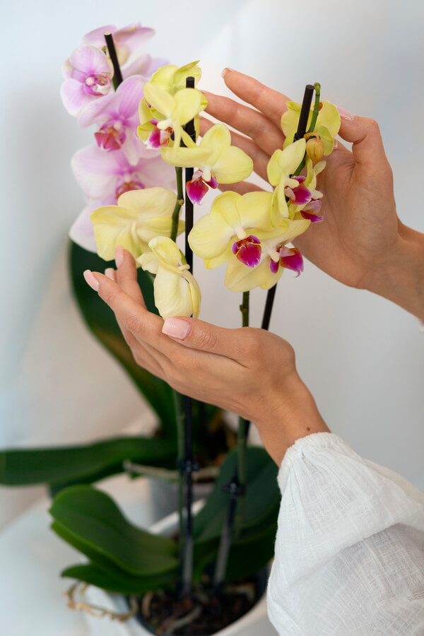 The Greatest Reasons To Give Orchids Flowers