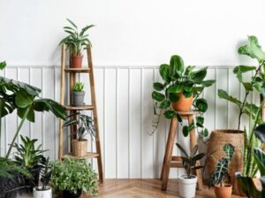 How do indoor plants positively impact our health?